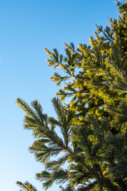 Branches de sapin sur une journée ensoleillée glaciale