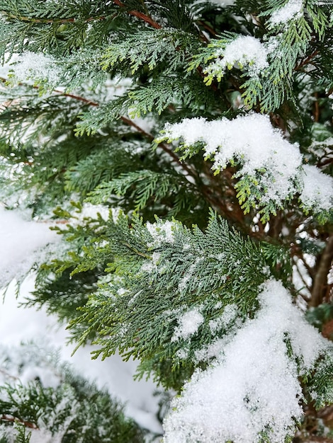 Branches de sapin recouvertes de neige Branche d'arbre de Noël