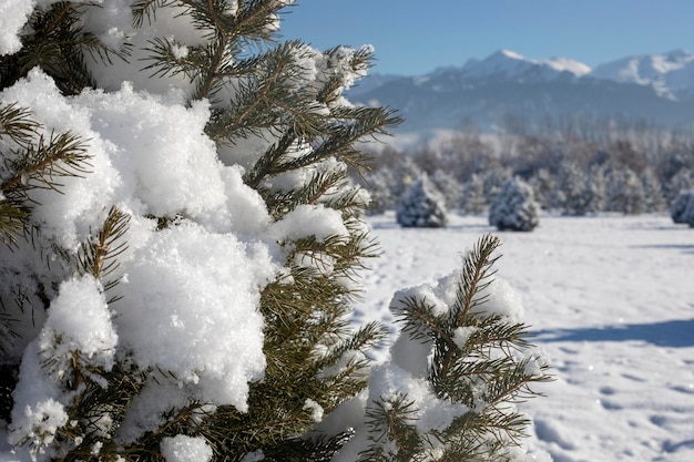 Branches de sapin recouvertes de neige duveteuse Fabuleuse carte de Noël