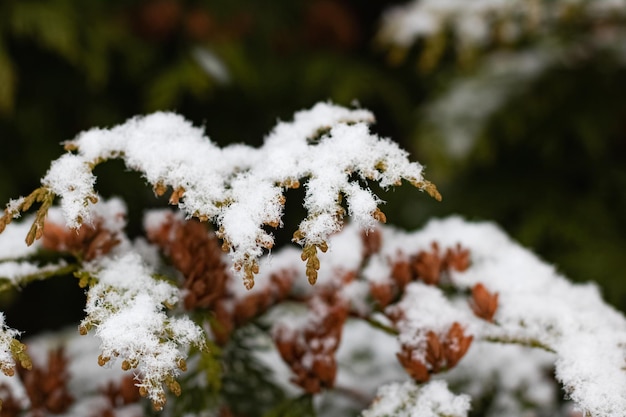 Branches de sapin sous la neige se bouchent