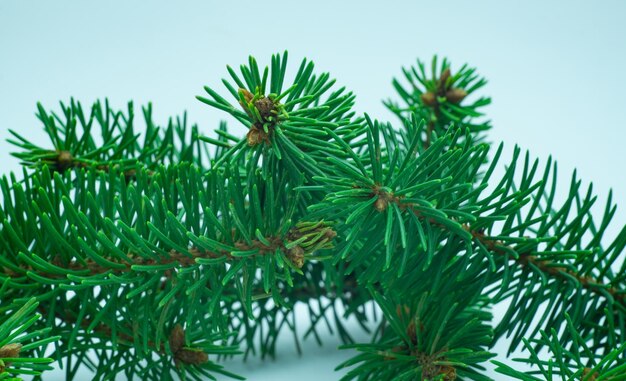 branches de sapin vert sur fond blanc