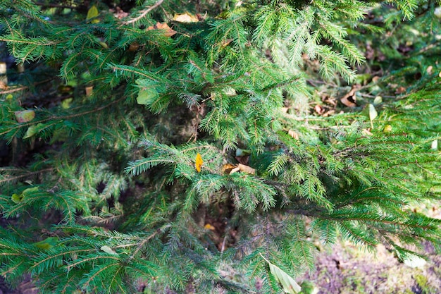 Branches de sapin vert. Gros plan de sapin en forêt.