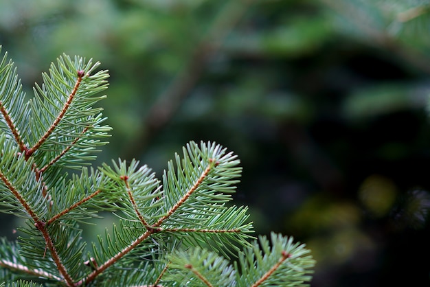 Branches de sapin