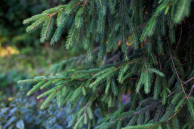 Branches de sapin