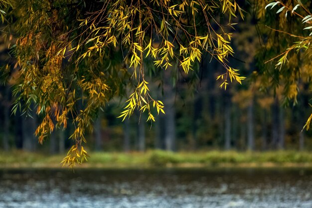 Des Branches De Saule Aux Feuilles D'automne Jaunes Pendent Au-dessus De La Rivière