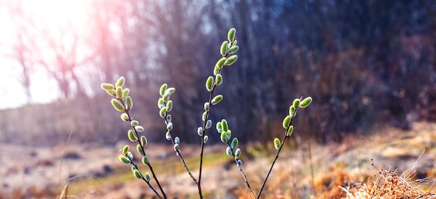 Branches de saule avec des chatons à la lisière de la forêt par temps ensoleillé