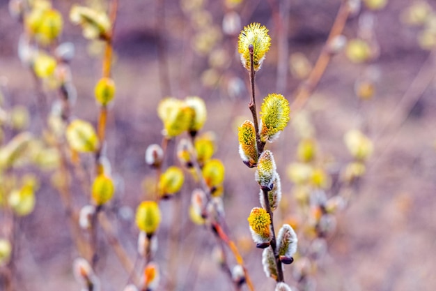 Branches de saule avec des chatons moelleux dans la forêt sur un arrière-plan flou