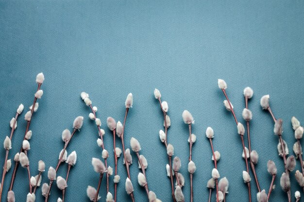 Branches de saule discolore sur bleu