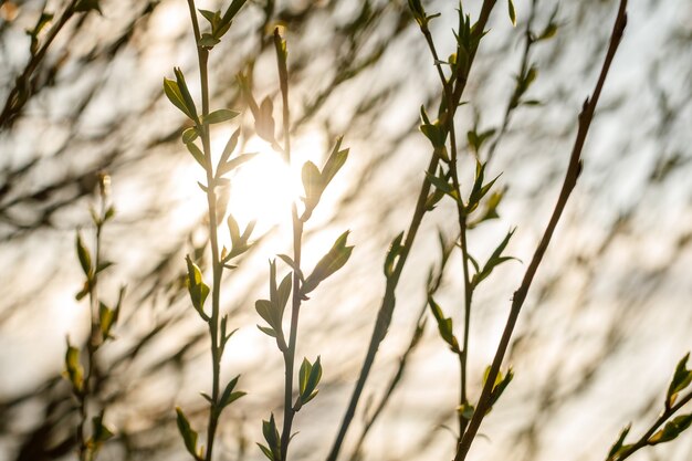 Branches De Saule En Fleurs Au Printemps Au Coucher Du Soleil.