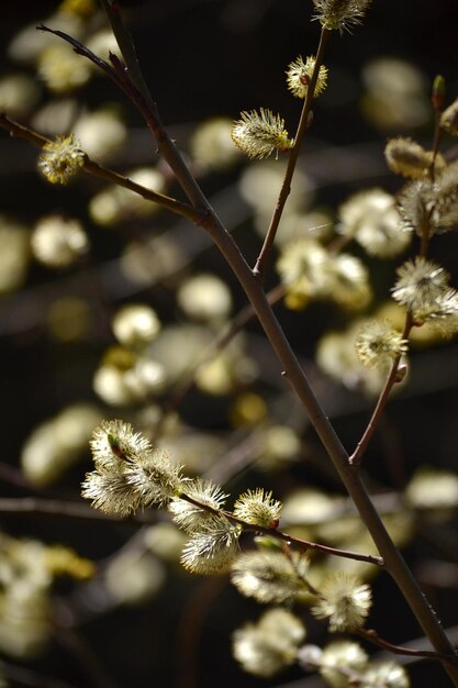 Photo des branches de saule à fleurs moelleuses