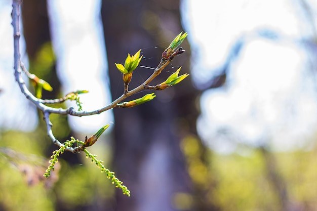 Branches de saule en fleurs de printemps