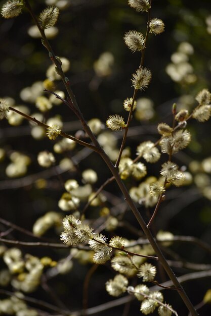 Photo des branches de saule en fleurs sous les rayons du soleil