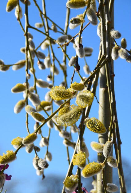 Branches de saule sur fond de ciel bleu. Printemps.