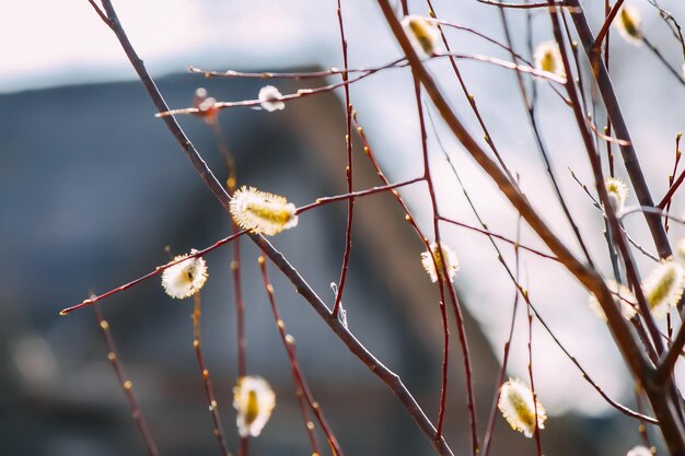 Branches de saule sur fond de ciel de printemps