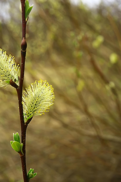 Branches de saule fond de printemps, vue floue abstraite du printemps début mars pâques