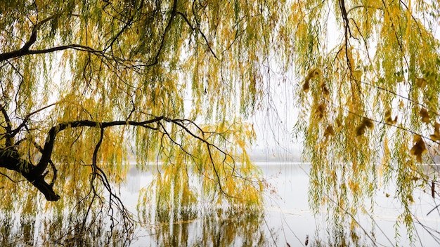 Branches de saule penchées sur l'étang d'automne Feuilles jaunes sur les branches Journée d'automne brumeuse Feuillage d'automne très lumineux