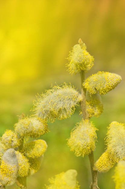 Branches de saule de printemps sur fond pastel