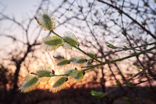 Branches de saule vert avec des chatons devant le coucher du soleil.