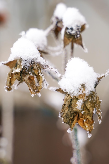 Branches séchées de fleurs dans la neige et le givre Photographie en gros plan
