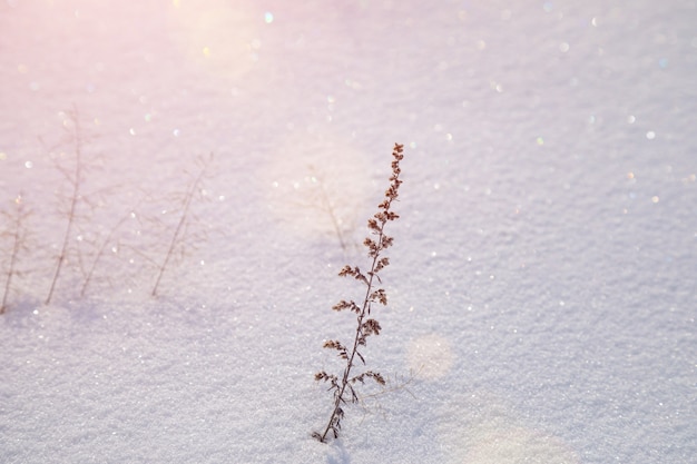 Des branches sèches d'absinthe projettent une ombre sur la couverture neigeuse au coucher du soleil