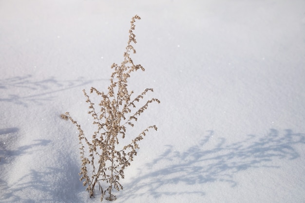 Des branches sèches d'absinthe projettent une ombre sur la couverture neigeuse. DOF peu profond