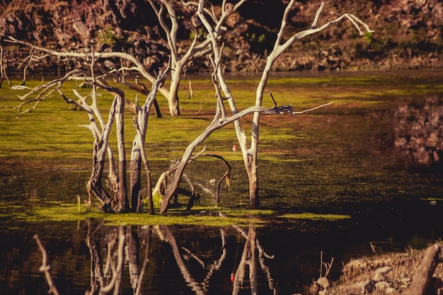 branches sèches d'un arbre au milieu des eaux bleues de la rivière