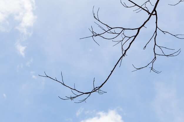 Branches sèches d&#39;arbres