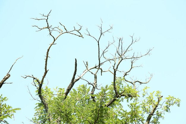Branches sèches sur fond de ciel bleu