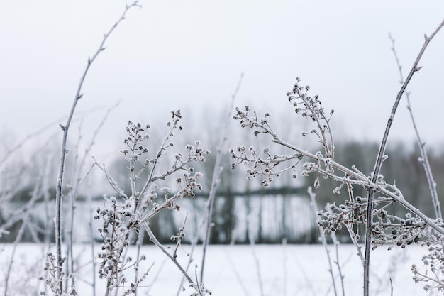 Branches sèches d'herbe et de fleurs sur un champ enneigé d'hiver Fond de nature froide saisonnière