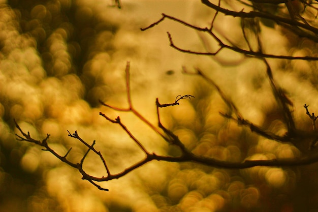 branches sèches silhouette d'arbre gros plan branche