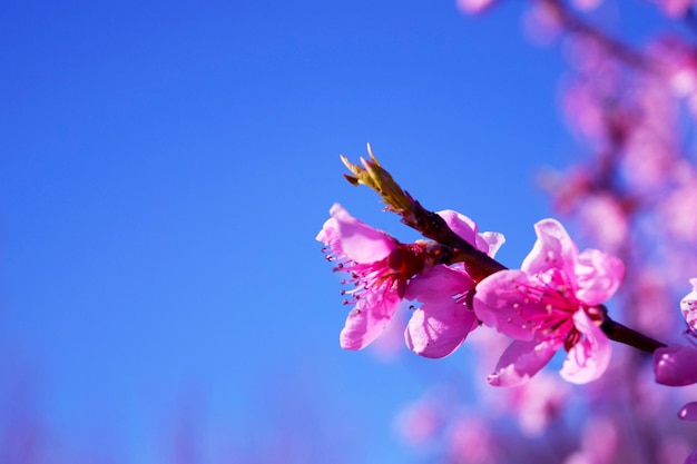 Photo les branches supérieures d'un pêcher en fleurs sur un fond de ciel bleu clair