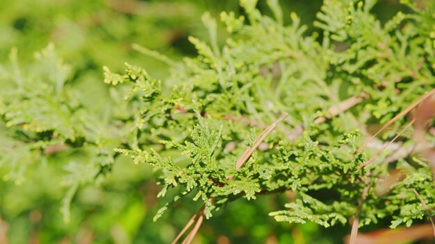 Les branches de Thuja par une journée venteuse Floriculture et horticulture Focus sélectif Rack Focus