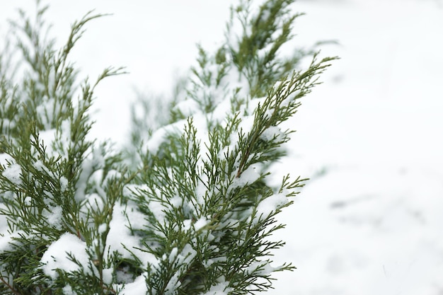 Branches de thuya couvertes de gros plan de neige fraîche