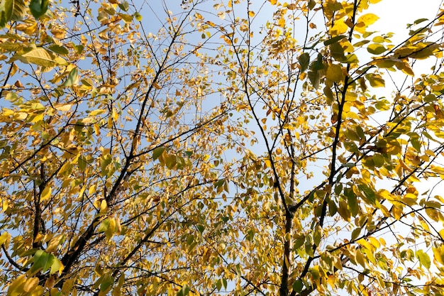 Branches de tilleul avec feuillage jaune sur eux