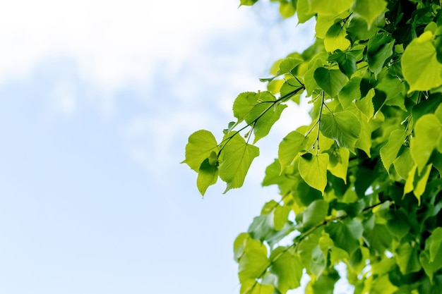 Branches de tilleul avec de jeunes feuilles fraîches sur le fond du ciel par temps ensoleillé