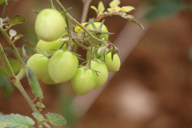 Branches de tomates cerises