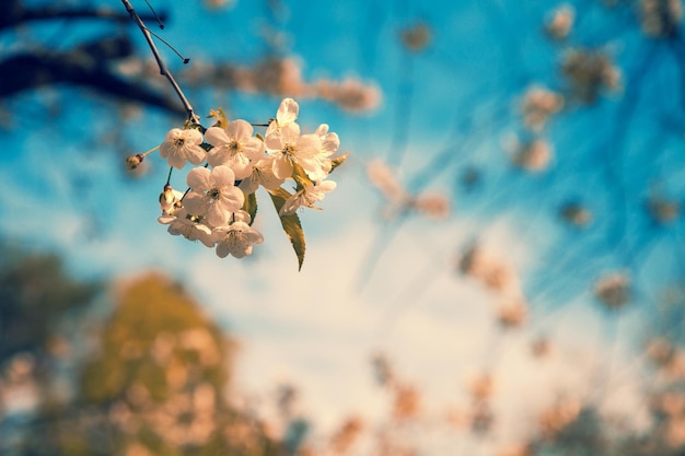 Branches de verger en fleurs vintage avec des fleurs de cerisier contre le ciel bleu