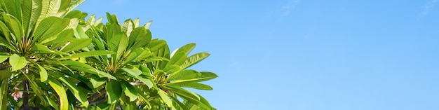 Les branches vertes de l'arbre de frangipanier lors d'une journée ensoleillée