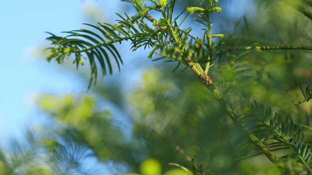 Photo branches vertes d'arbre d'if taxus baccata ou d'if commun avec des feuilles plates vert foncé sur les tiges portant