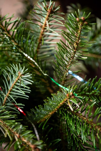 Photo des branches vertes d'un arbre de noël en gros plan en arrière-plan