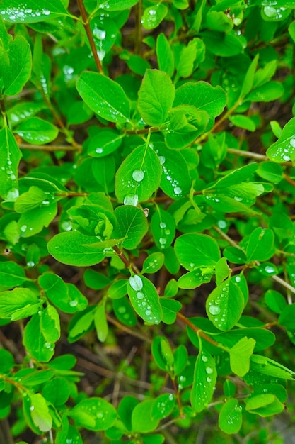 Sur les branches vertes du buisson tombe après la pluie