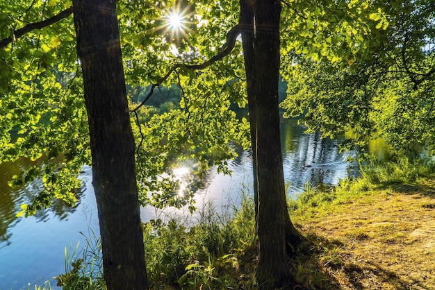 Les branches vertes du chêne se sont enfoncées dans l'eau de la région de Vsevolozhsk Leningrad