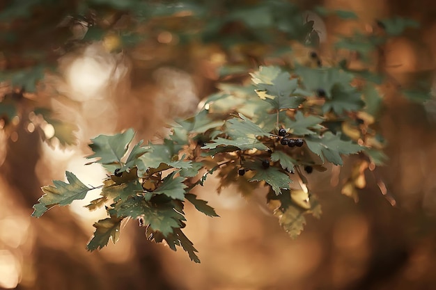 branches vertes feuilles arrière-plan / vue abstraite forêt d'été saisonnière, feuillage vert, concept écologique