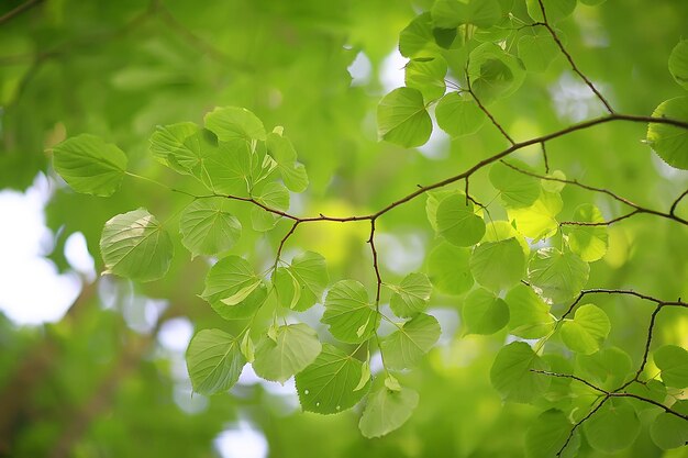 branches vertes feuilles fond / vue abstraite forêt d'été saisonnière, feuillage vert, concept écologique