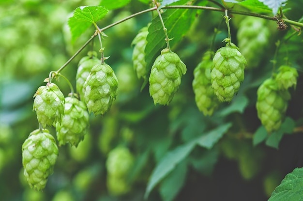 Branches vertes de houblon