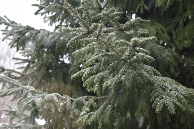 Les branches vertes mangées en hiver