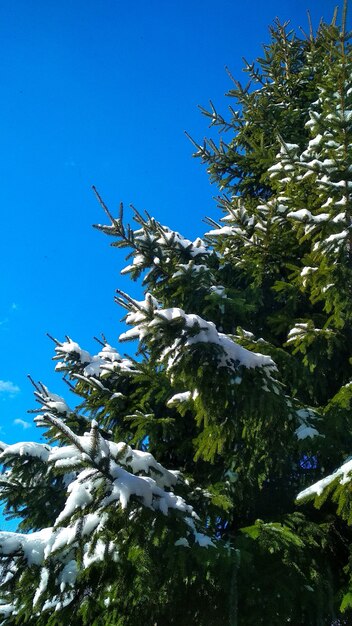 Les branches vertes ont mangé dans la neige