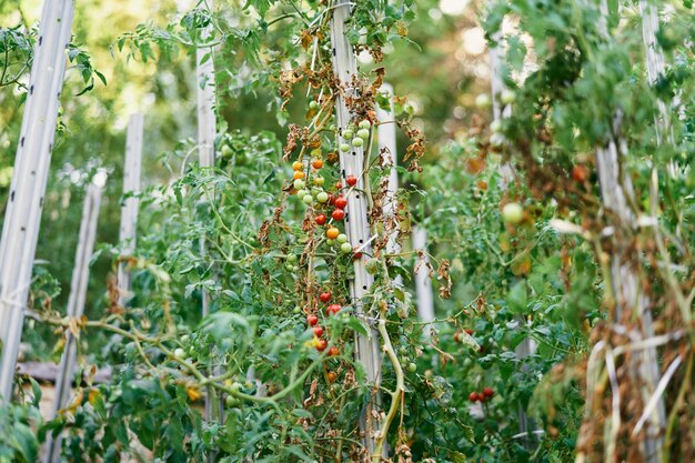 Des branches vertes de tomates parsemées de fruits poussent sur des accessoires