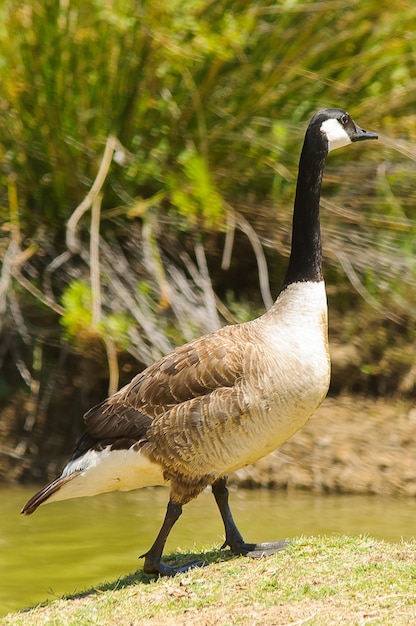 Branta canadensis est un oiseau d'oie canadien