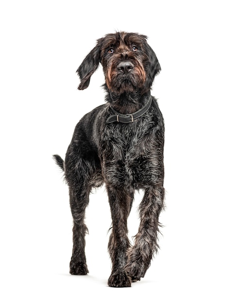 Braque allemand à poil dur, chien Korthals, isolé sur blanc